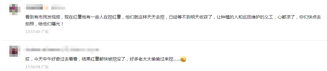 皇冠信用盘会员账号_深圳市中心竟有一大片“红薯地”皇冠信用盘会员账号！官方紧急提醒：请勿私挖