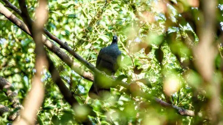 如何代理皇冠信用盘_百年罕见！首次在上海被目击如何代理皇冠信用盘，有人专门从北京“打飞的”赶来