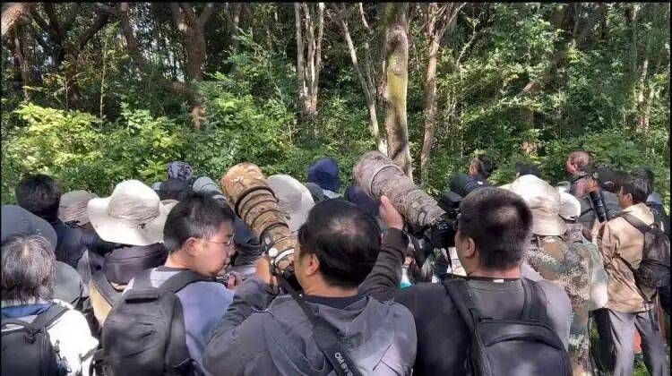 如何代理皇冠信用盘_百年罕见！首次在上海被目击如何代理皇冠信用盘，有人专门从北京“打飞的”赶来