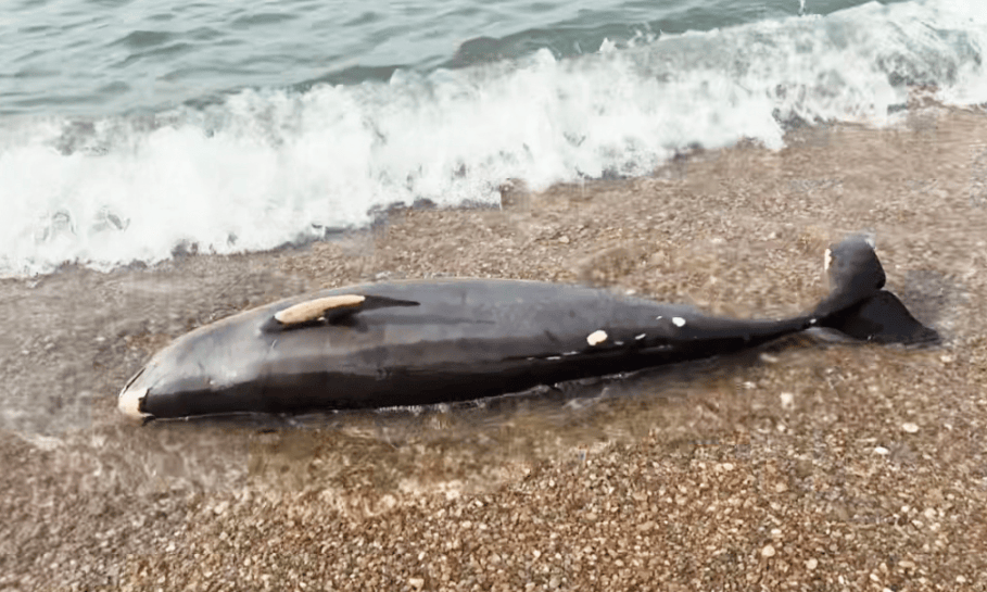 皇冠信用盘网址_女大学生在大连海边拍摄素材皇冠信用盘网址，却意外发现已死亡的它