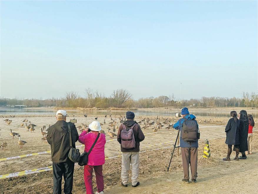 皇冠信用网需要押金吗_“大姐皇冠信用网需要押金吗，再喂它们就走不了了！”