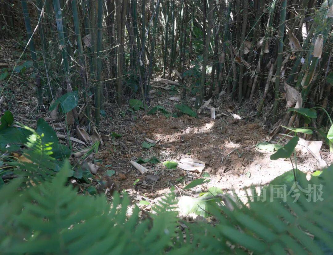 皇冠信用网登3代理_柳州钓鱼阿叔竹林挖蚯蚓皇冠信用网登3代理，竟挖出千年前的“大宝贝”！