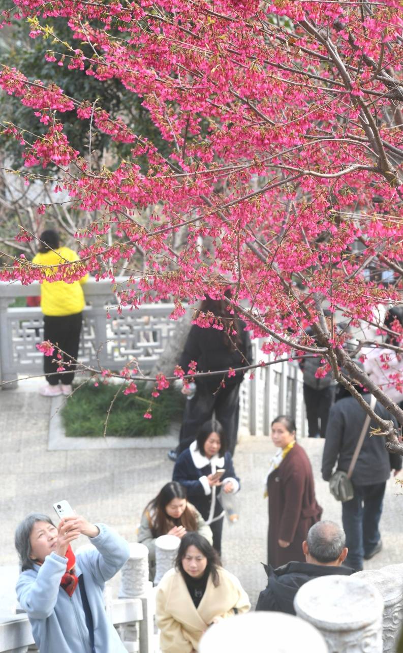 皇冠信用平台出租出售_直冲24℃！武汉多地提前出现皇冠信用平台出租出售，“过年就没见过”