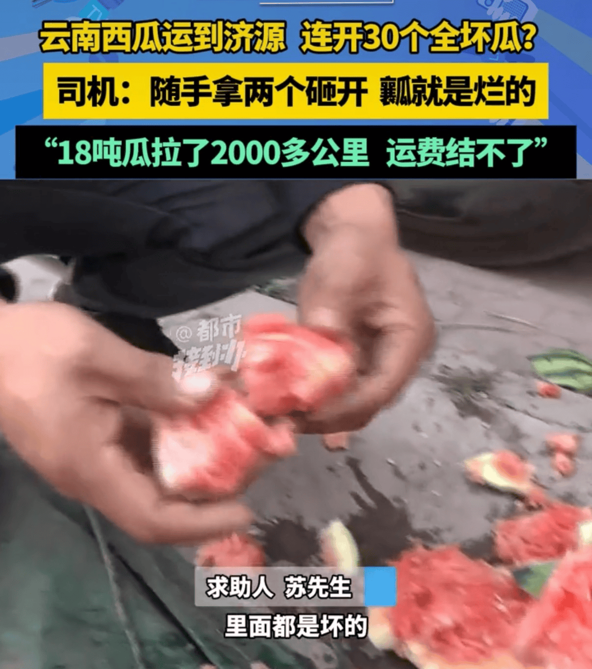 皇冠信用网登0_18吨西瓜连开30个全是坏瓜皇冠信用网登0？云南勐遮镇：联合多部门加大各环节监管